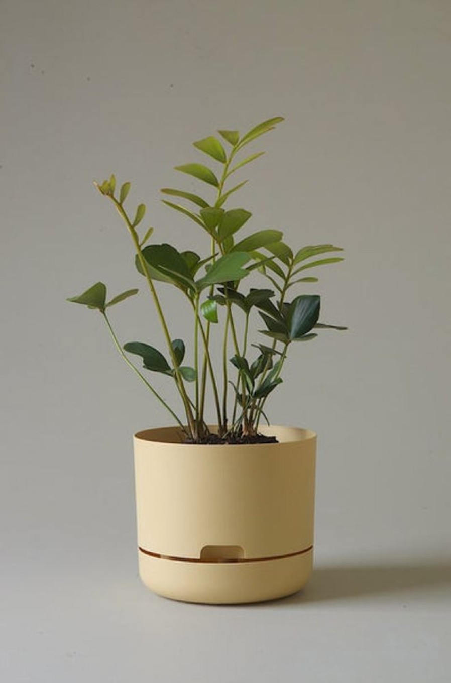 Home Decor MR KITLY | Mr Kitly - Self-Watering Plant Pots - 215Mm - Pick Up Only