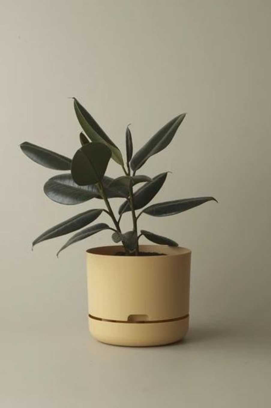 Home Decor MR KITLY | Mr Kitly - Self-Watering Plant Pots - 250Mm - Pick Up Only