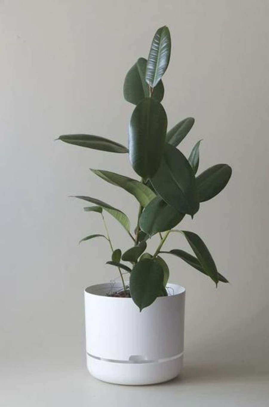 Home Decor MR KITLY | Mr Kitly - Self-Watering Plant Pot - 300Mm - Pick Up Only