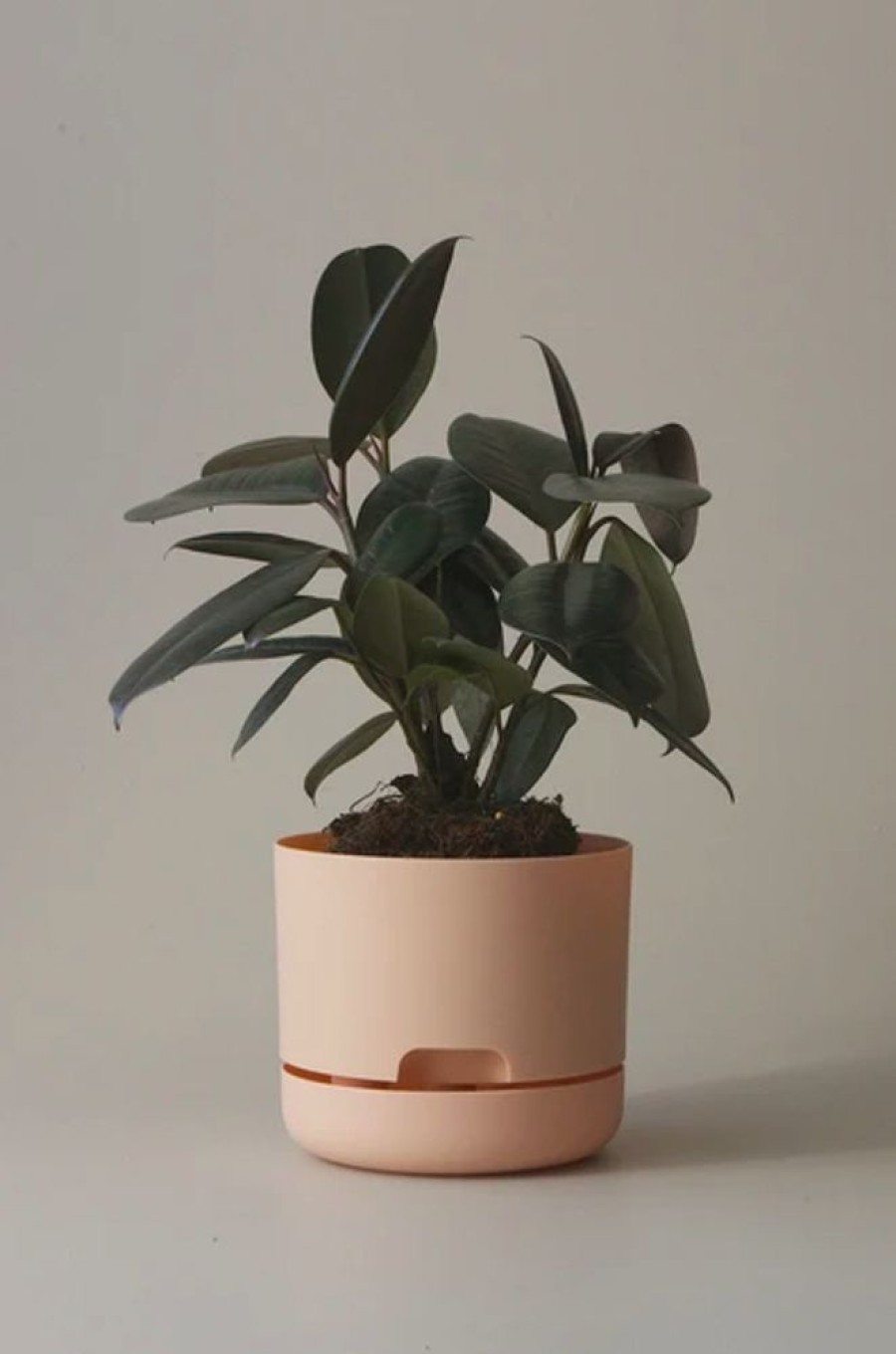 Home Decor MR KITLY | Mr Kitly - Self-Watering Plant Pots - 170Mm - Pick Up Only