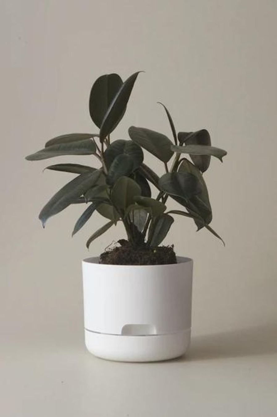 Home Decor MR KITLY | Mr Kitly - Self-Watering Plant Pots - 170Mm - Pick Up Only