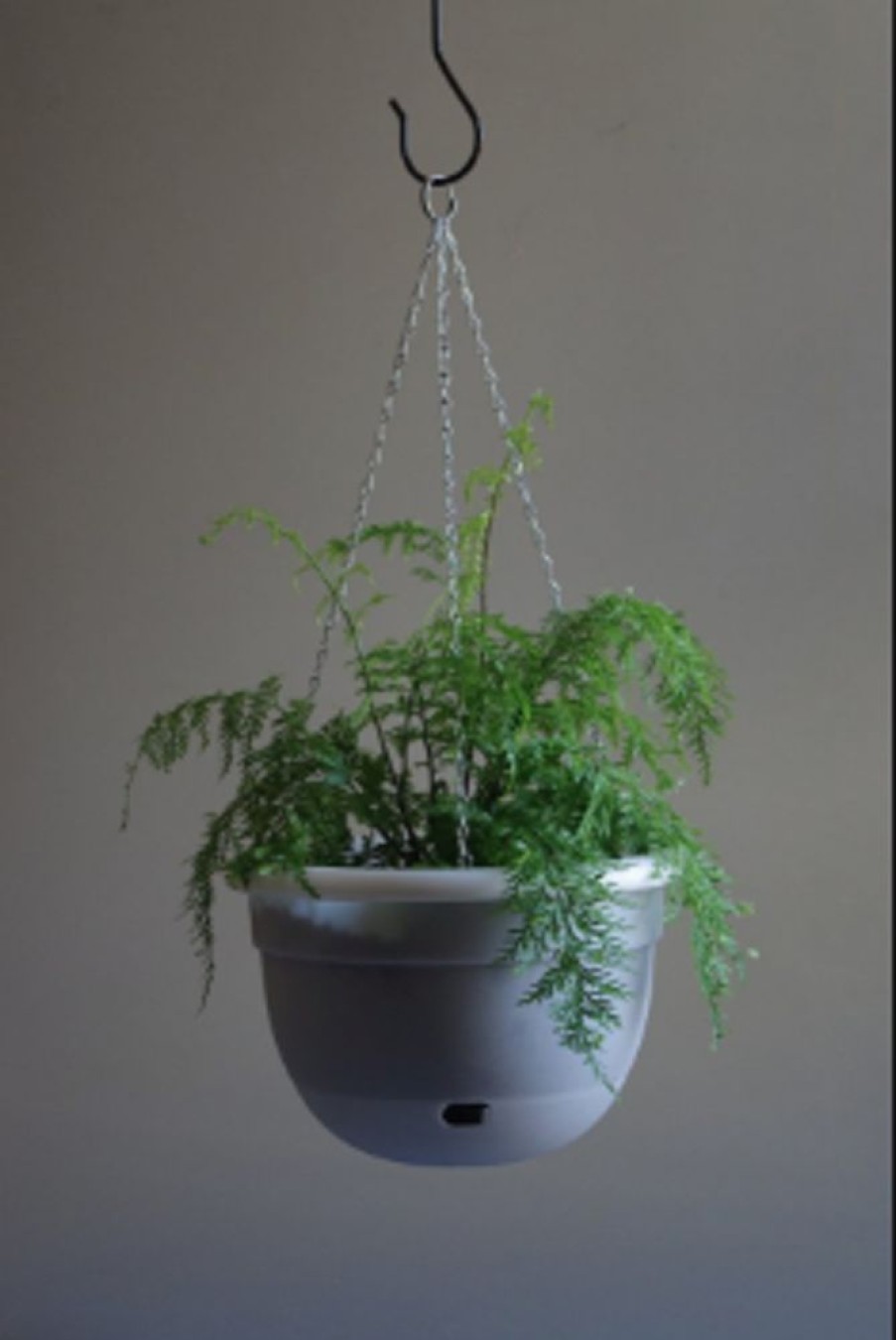 Home Decor MR KITLY | Mr Kitly - Self-Watering Hanging Pot 340Mm - Pick Up Only